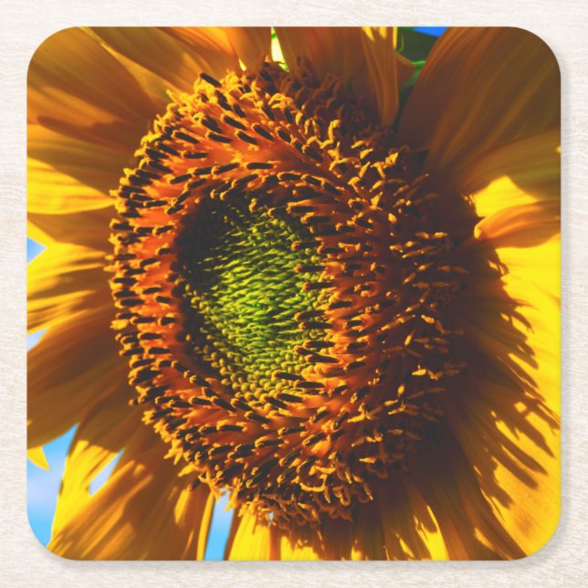 Close-up of a sunflower square paper coaster (Front)
