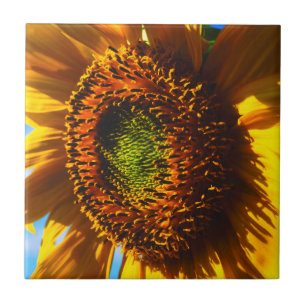 Close-up of a sunflower tile