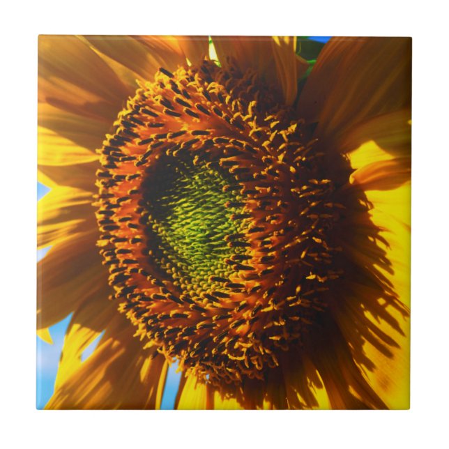 Close-up of a sunflower tile (Front)