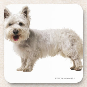 Close up of a terrier coaster