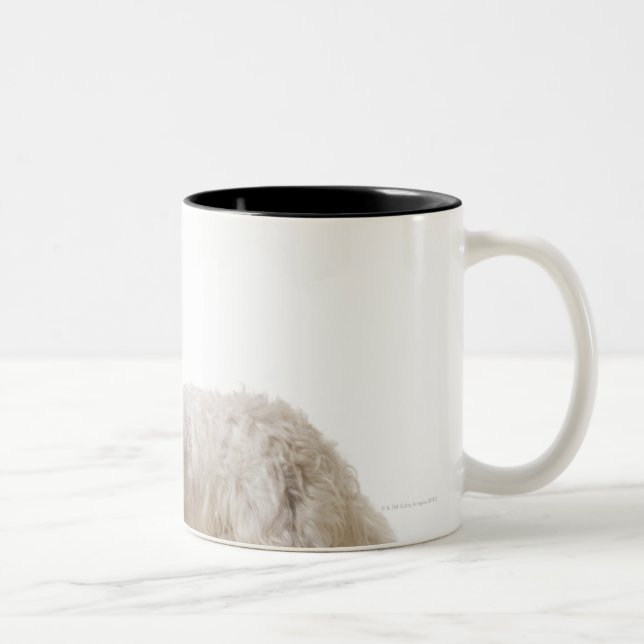 Close up of a terrier Two-Tone coffee mug (Right)