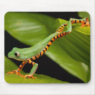 Close up of a Tiger Leg Monkey Tree Frog Mouse Mat