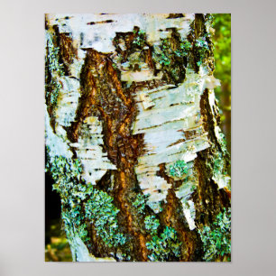 Close up of a tree Poster