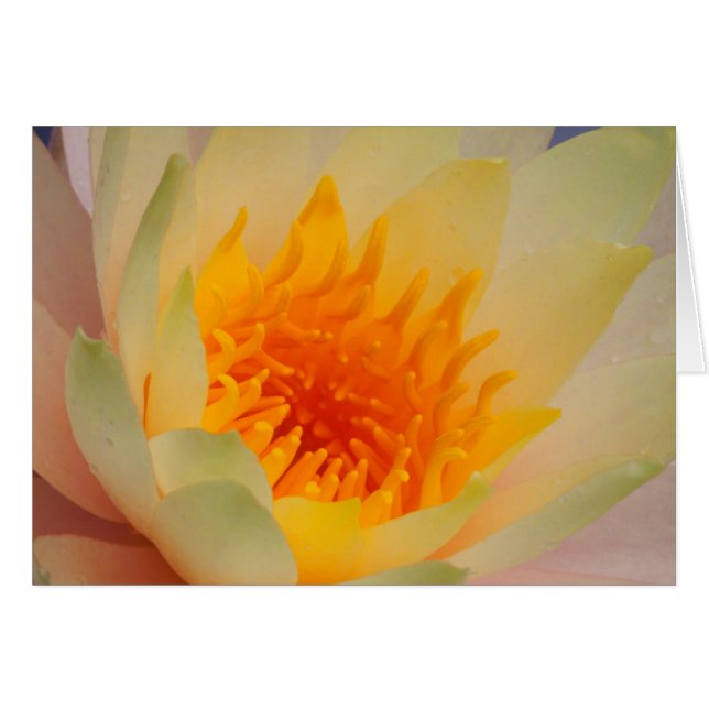 Close-Up Of A Water Lily (Front Horizontal)