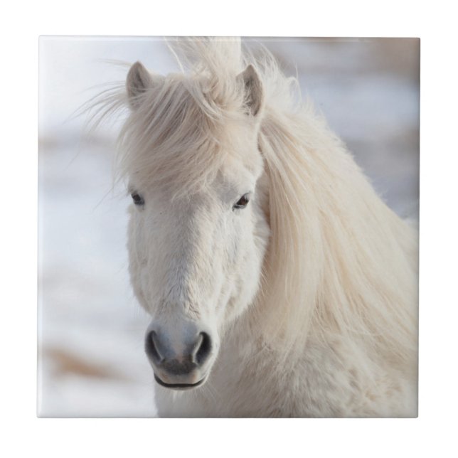 Close up of a White Icelandic Horse Tile (Front)