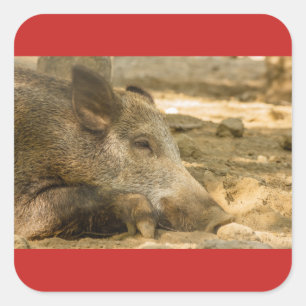 close-up of a wild boar   Square Stickers Glossy