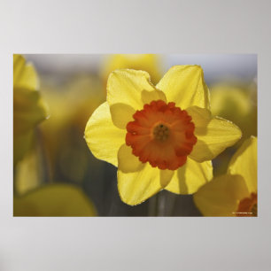 Close Up of a Yellow/Orange Daffodil Poster