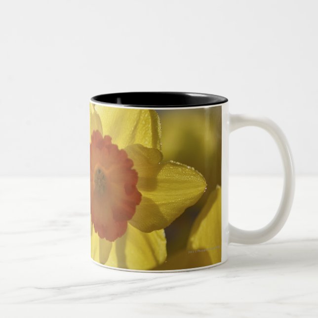 Close Up of a Yellow/Orange Daffodil Two-Tone Coffee Mug (Right)