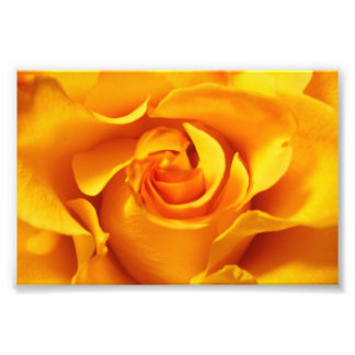 Close Up of a Yellow Rose Photo Print