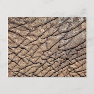 Close-Up Of African Elephant's Hide Postcard