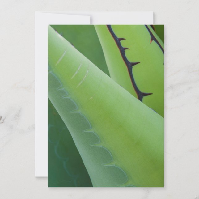 Close Up Of Agave Card (Front)