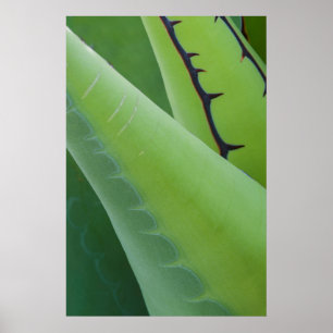 Close Up Of Agave Poster