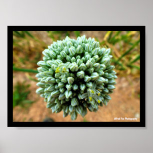 Close up of Allium, Wild Onion Blossom Poster