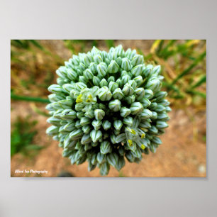 Close up of Allium, Wild Onion Blossom Poster