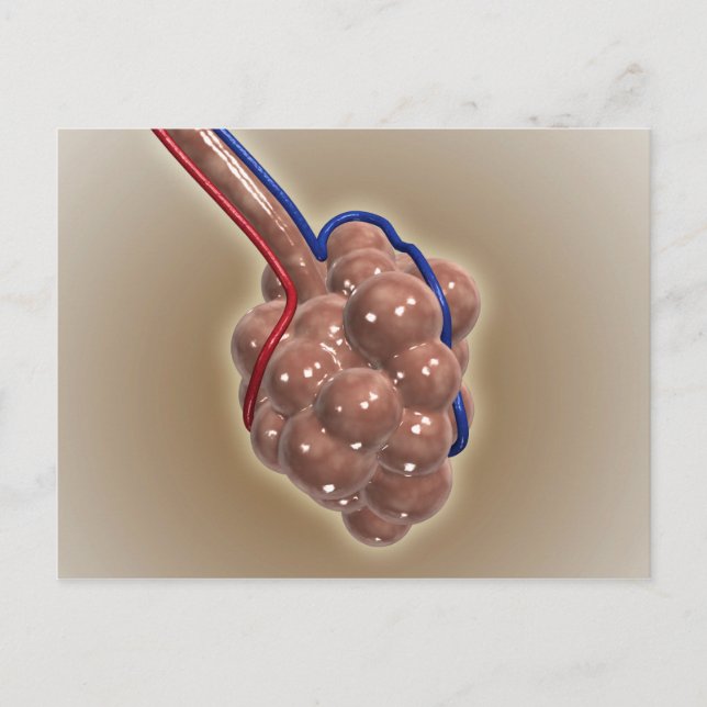 Close-Up Of Alveolus Postcard (Front)