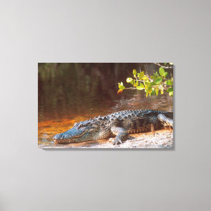Close up of an american alligator at the J.N. Canvas Print