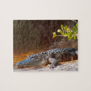 Close up of an american alligator at the J.N. Jigsaw Puzzle