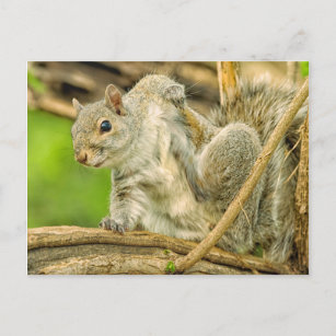 Close-up of an Eastern Grey Squirrel scratching Postcard