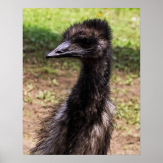 Close-up of an Emu Poster