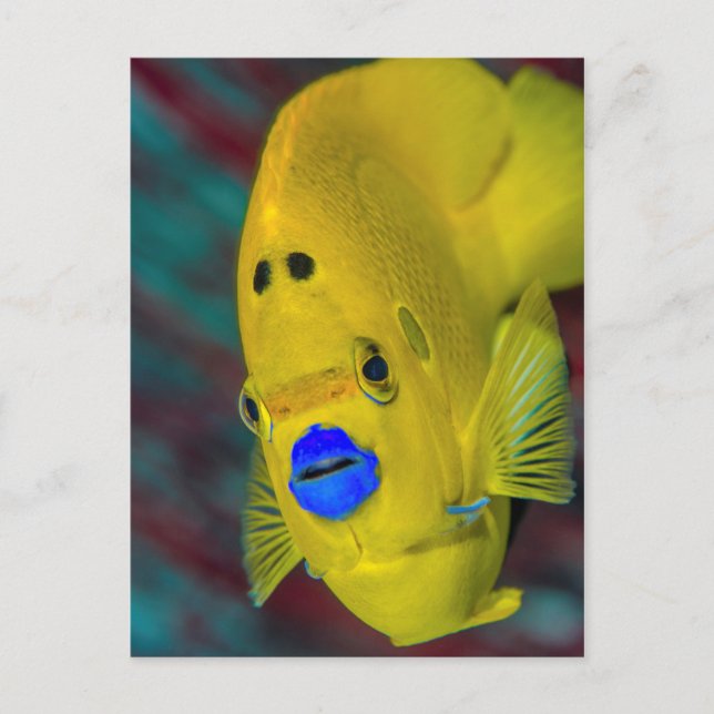 Close-up of Angelfish Postcard (Front)