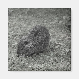Close-up of baby nutria (Myocastor coypus) on fiel Magnet