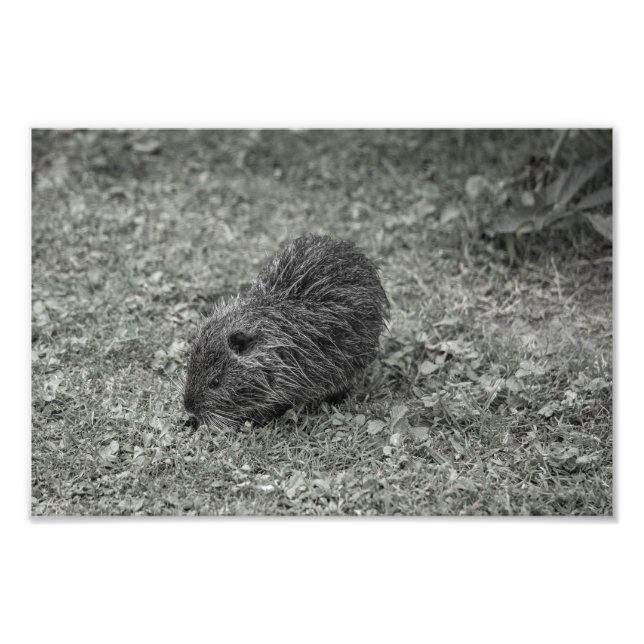 Close-up of baby nutria (Myocastor coypus) on fiel Photo Print (Front)