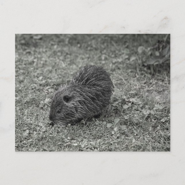 Close-up of baby nutria (Myocastor coypus) on fiel Postcard (Front)
