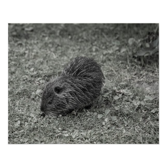 Close-up of baby nutria (Myocastor coypus) on fiel Poster (Front)
