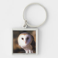 'Close-up of Barn Owl, Land Between Lakes, KY'