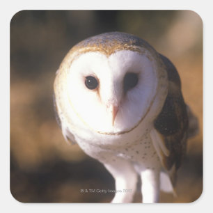 'Close-up of Barn Owl, Land Between Lakes, KY' Square Sticker