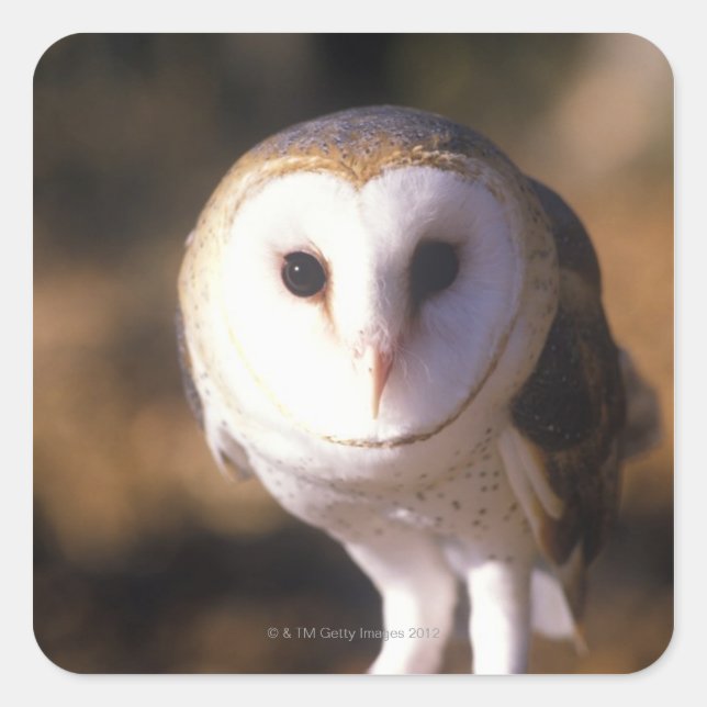 'Close-up of Barn Owl, Land Between Lakes, KY' Square Sticker (Front)