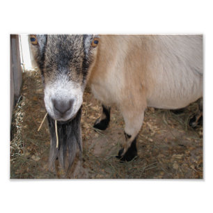 Close Up of Billy Goat Eating Hay Photo Print