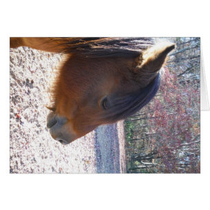 Close up of Brown horse, Little Brown Pony