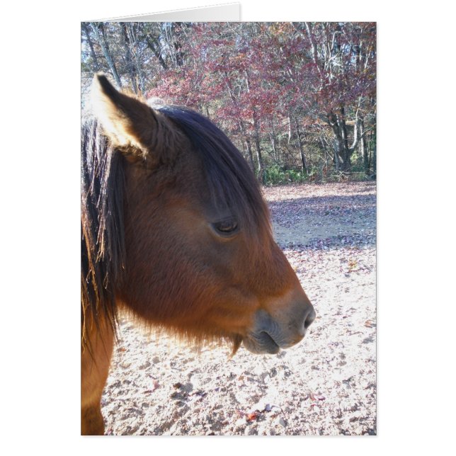 Close up of Brown horse, Little Brown Pony (Front)