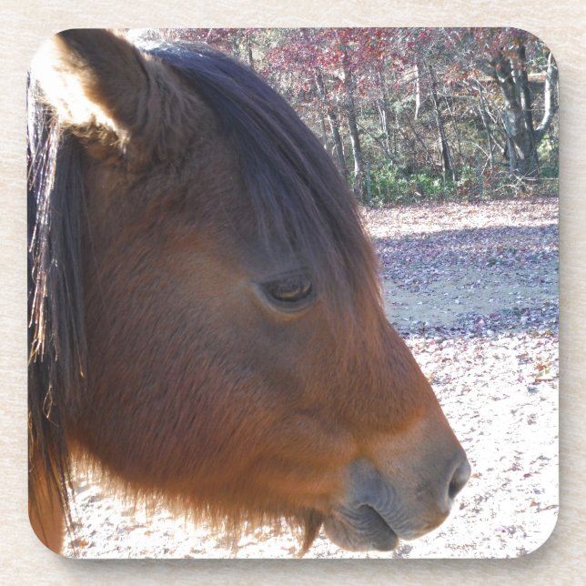 Close up of Brown horse, Little Brown Pony Coaster (Front)