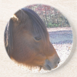 Close up of Brown horse, Little Brown Pony Coaster
