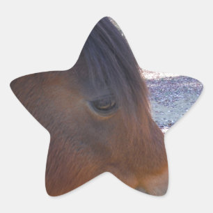 Close up of Brown horse, Little Brown Pony Star Sticker