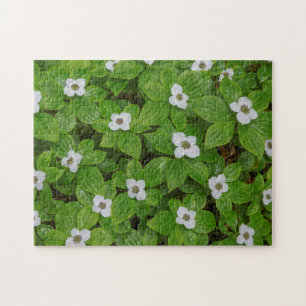 Close-up of bunchberry with white flowers jigsaw puzzle