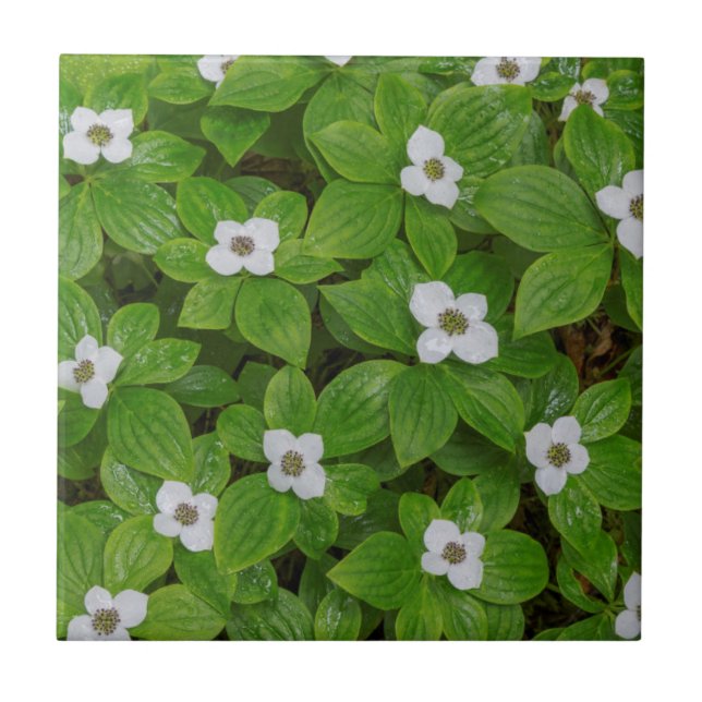 Close-up of bunchberry with white flowers tile (Front)