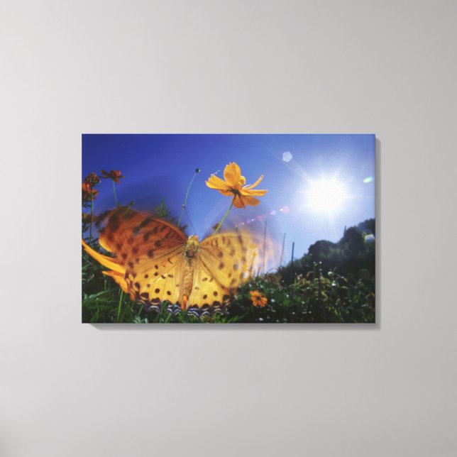 Close-up of Butterfly, flapping wings Canvas Print (Front)