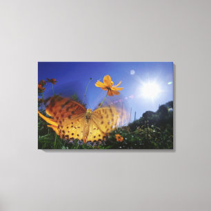 Close-up of Butterfly, flapping wings Canvas Print