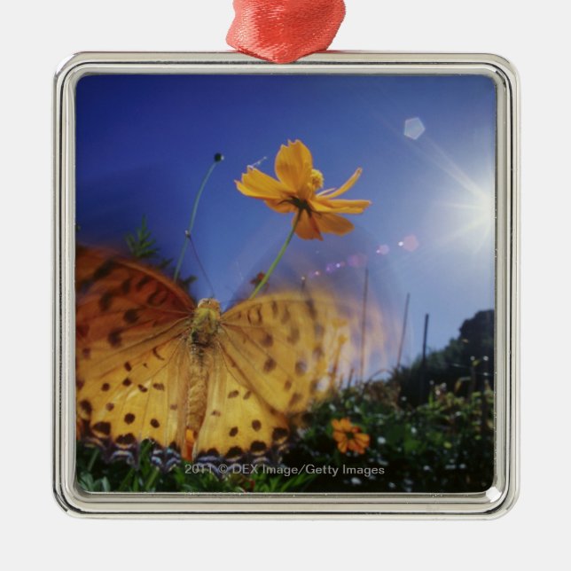 Close-up of Butterfly, flapping wings Metal Tree Decoration (Front)