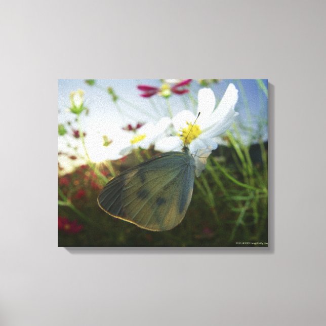 Close-up of butterfly on flower canvas print (Front)