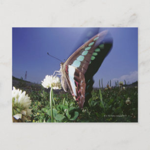 Close-up of butterfly on flower, flapping wings postcard