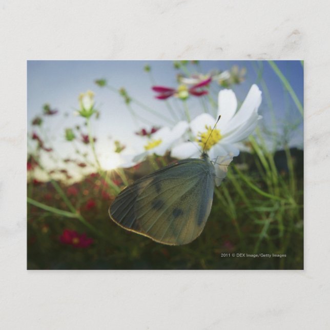 Close-up of butterfly on flower postcard (Front)