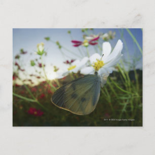 Close-up of butterfly on flower postcard