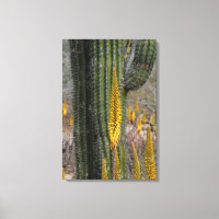 Close Up Of Cactus And Agave
