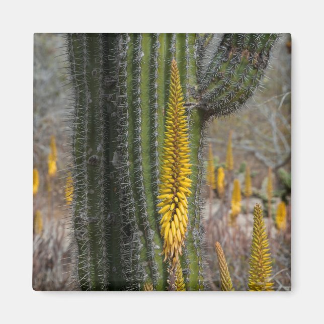 Close Up Of Cactus And Agave Magnet (Front)