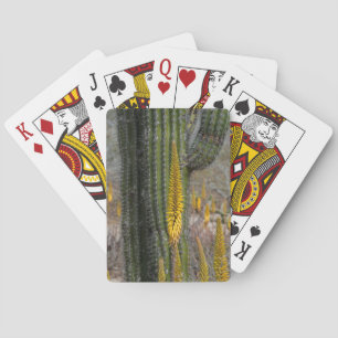 Close Up Of Cactus And Agave Playing Cards