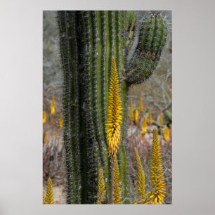 Close Up Of Cactus And Agave Poster